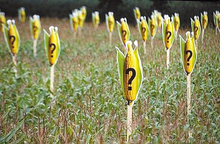 澳新拟批准孟山都转基因玉米MON87419用于食品